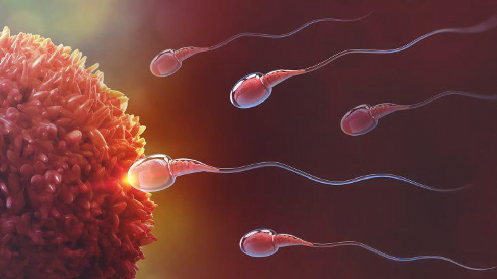 How does MTHFR affect your fertility